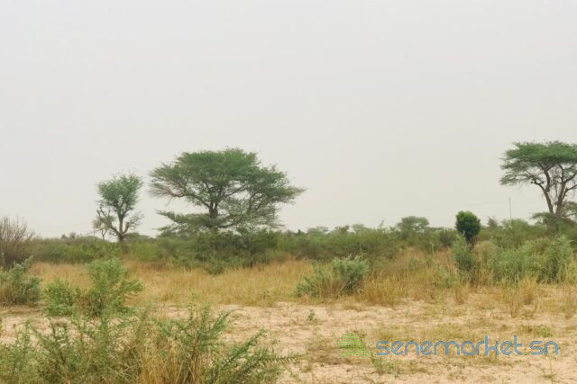 terrain-de-187-hectare-vers-meouane-big-1
