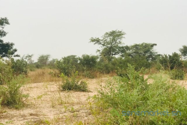 terrain-de-187-hectare-vers-meouane-big-2