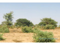 terrain-de-190-hectare-vers-cherif-lo-small-1