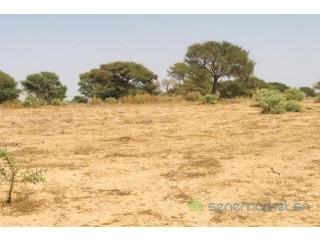 Terrain de 1,90 hectare vers Cherif Lô