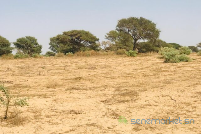 terrain-de-190-hectare-vers-cherif-lo-big-0
