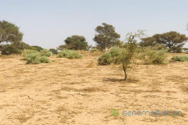 terrain-de-190-hectare-vers-cherif-lo-big-2