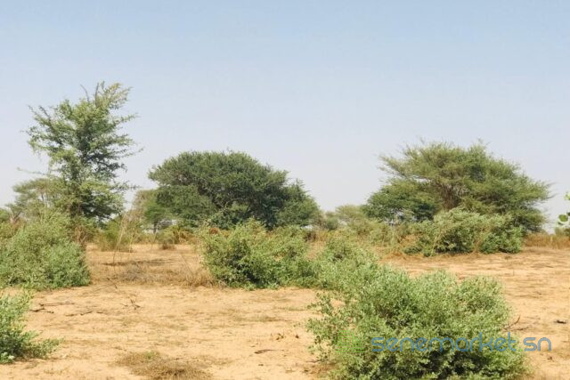 terrain-de-190-hectare-vers-cherif-lo-big-1