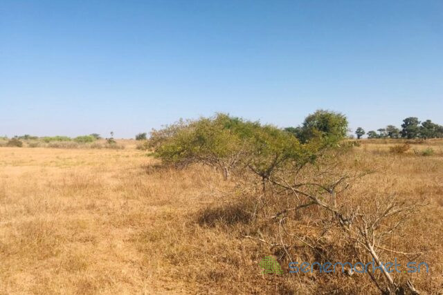 terrain-de-191-hectare-vers-notto-diobass-big-0