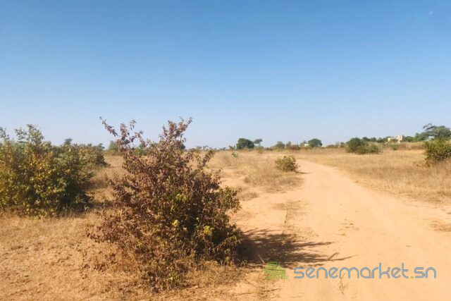 terrain-de-191-hectare-vers-notto-diobass-big-1