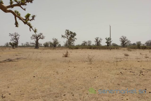 terrain-de-193-hectare-vers-sindia-big-2