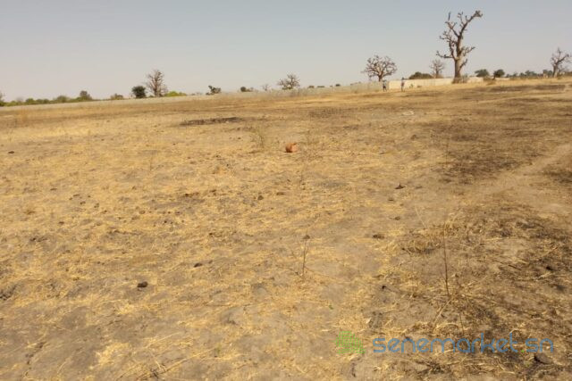 terrain-de-195-hectare-vers-sandiara-big-1