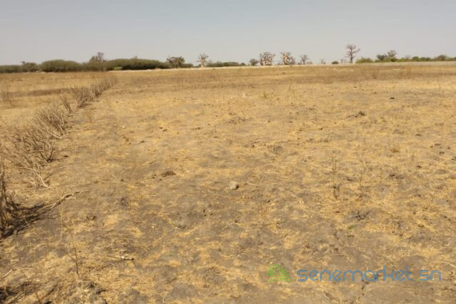 terrain-de-195-hectare-vers-sandiara-big-2