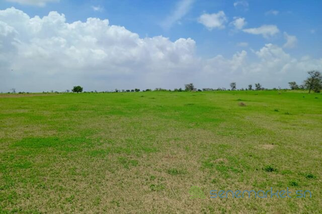 terrain-de-197-hectare-vers-diourbel-big-2
