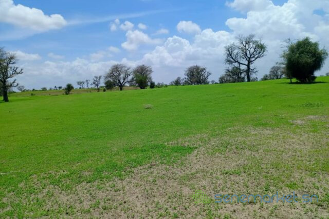 terrain-de-197-hectare-vers-diourbel-big-1