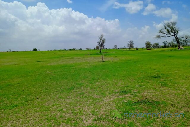 terrain-de-197-hectare-vers-diourbel-big-0