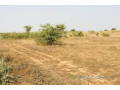 terrain-de-199-hectare-vers-cherif-lo-small-2