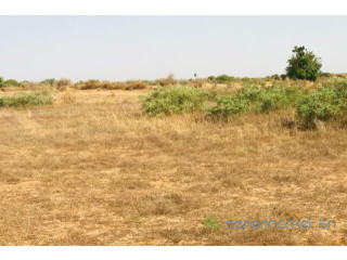 Terrain de 1,99 hectare vers Cherif Lô