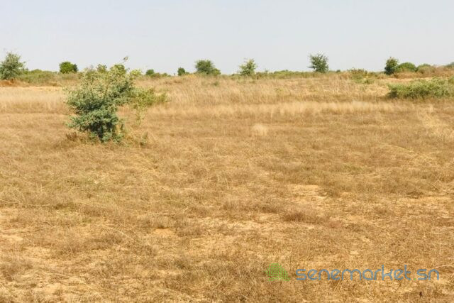 terrain-de-199-hectare-vers-cherif-lo-big-1