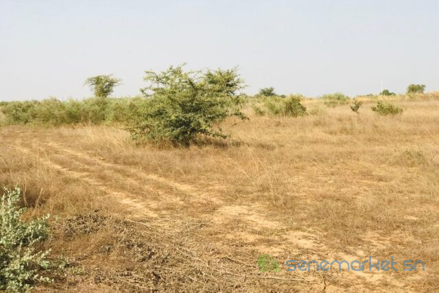terrain-de-199-hectare-vers-cherif-lo-big-2