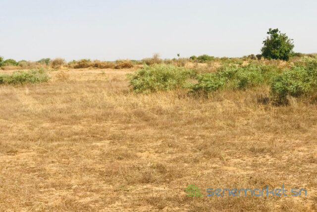 terrain-de-199-hectare-vers-cherif-lo-big-0