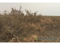 terrain-agricole-de-10-hectares-vers-diama-small-1