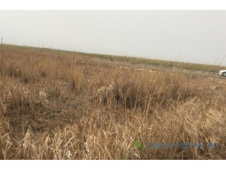 Terrain agricole de 10 hectares vers Diama