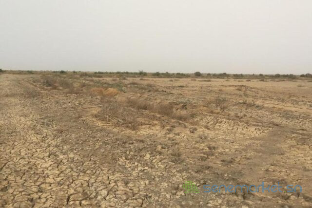 terrain-agricole-de-10-hectares-vers-diama-big-2
