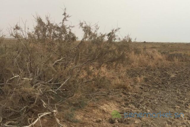 terrain-agricole-de-10-hectares-vers-diama-big-1