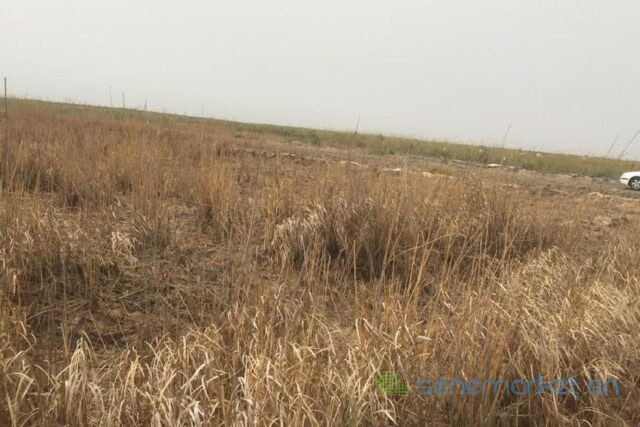 terrain-agricole-de-10-hectares-vers-diama-big-0