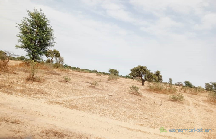 terrain-agricole-de-10-hectares-vers-keur-samba-kane-big-2