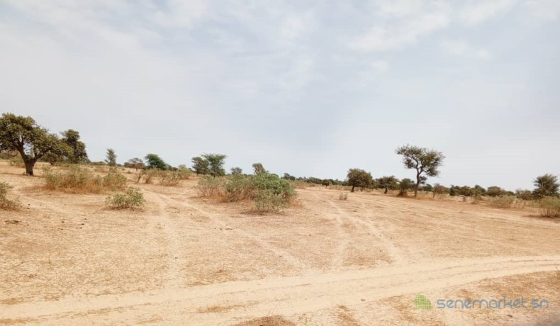 terrain-agricole-de-10-hectares-vers-keur-samba-kane-big-0