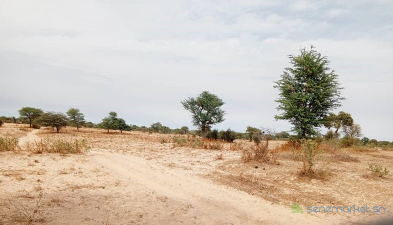 terrain-agricole-de-10-hectares-vers-keur-samba-kane-big-1