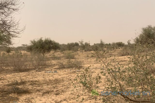terrain-de-1018-hectares-vers-kebemer-big-2