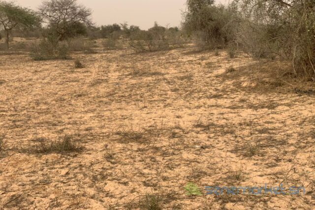 terrain-de-1018-hectares-vers-kebemer-big-0