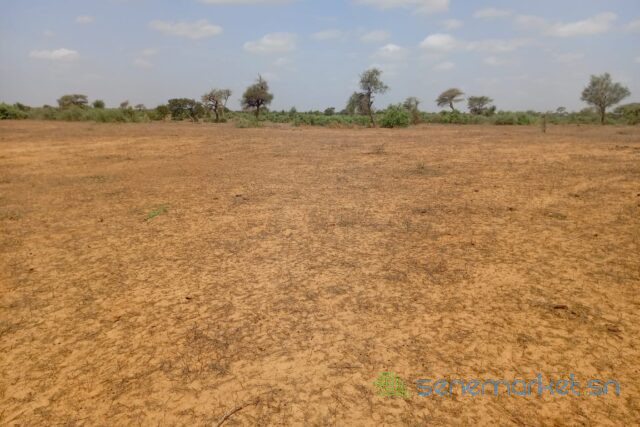 terrain-de-1208-hectares-vers-touba-toul-big-1