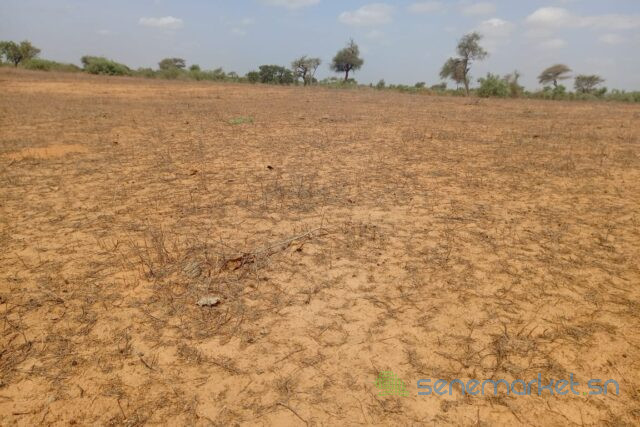 terrain-de-1208-hectares-vers-touba-toul-big-2