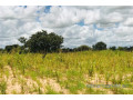 terrain-de-142-hectares-vers-keur-samba-kane-small-2