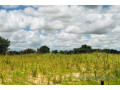terrain-de-142-hectares-vers-keur-samba-kane-small-1