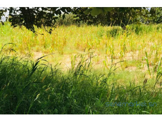 Terrain de 14,2 hectares vers Keur Samba Kane