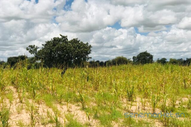 terrain-de-142-hectares-vers-keur-samba-kane-big-2