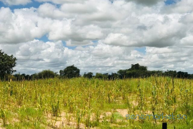 terrain-de-142-hectares-vers-keur-samba-kane-big-1