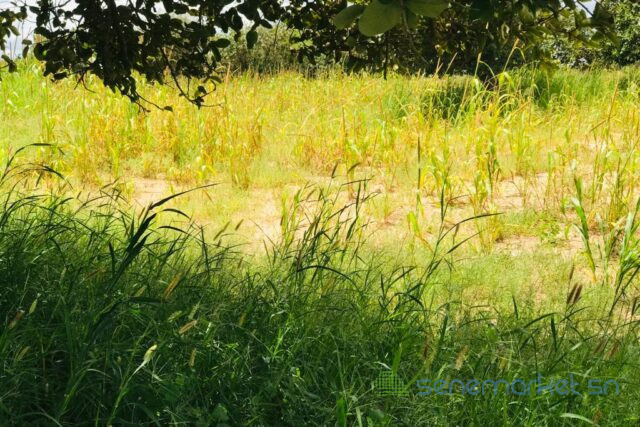 terrain-de-142-hectares-vers-keur-samba-kane-big-0