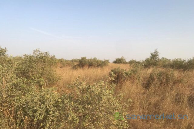 terrain-de-15-hectares-vers-thienaba-big-2