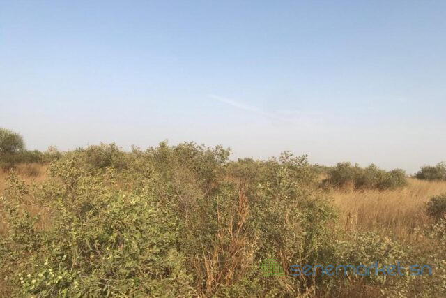 terrain-de-15-hectares-vers-thienaba-big-1
