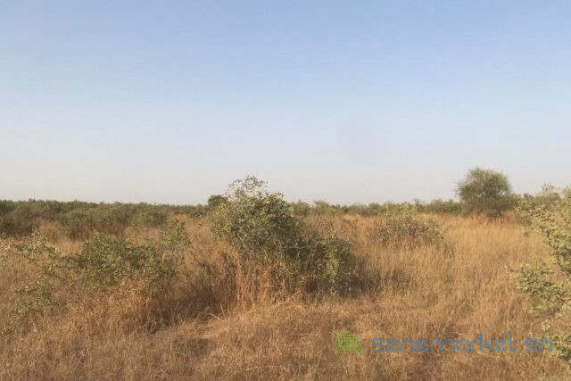 terrain-de-15-hectares-vers-thienaba-big-0