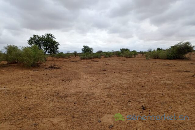terrain-de-16-hectares-vers-keur-samba-kane-big-2