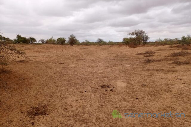 terrain-de-16-hectares-vers-keur-samba-kane-big-1