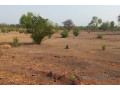 terrain-de-2-hectares-vers-koussanar-small-2