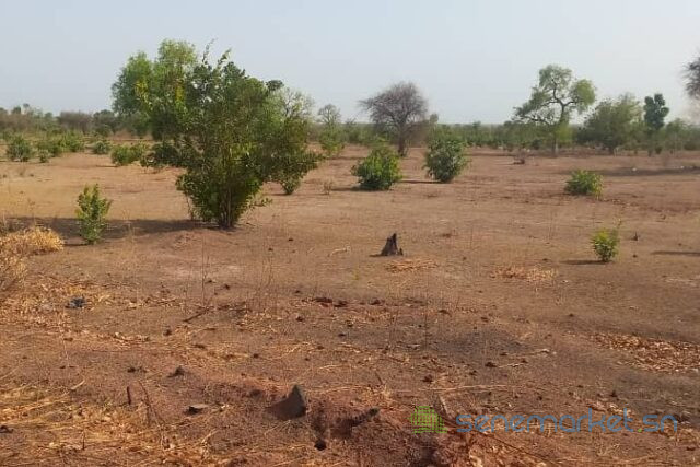 terrain-de-2-hectares-vers-koussanar-big-2