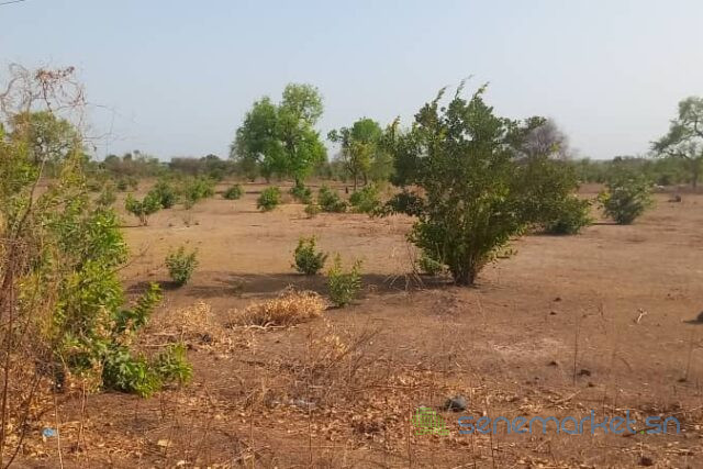 terrain-de-2-hectares-vers-koussanar-big-0