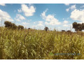 terrain-agricole-de-2-hectares-vers-ngueniene-small-0