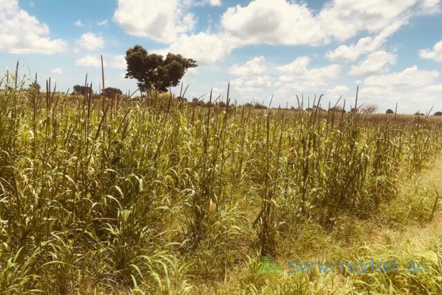 terrain-agricole-de-2-hectares-vers-ngueniene-big-1