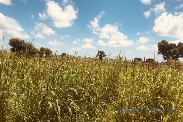 terrain-agricole-de-2-hectares-vers-ngueniene-big-0