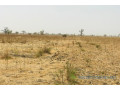 terrain-agricole-de-2-hectares-vers-ngueniene-small-0